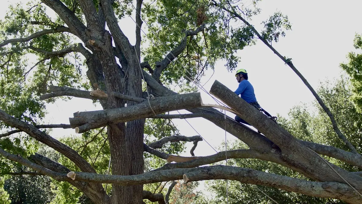 Professional Crown Thinning performed by certified arborists in Burkittsville