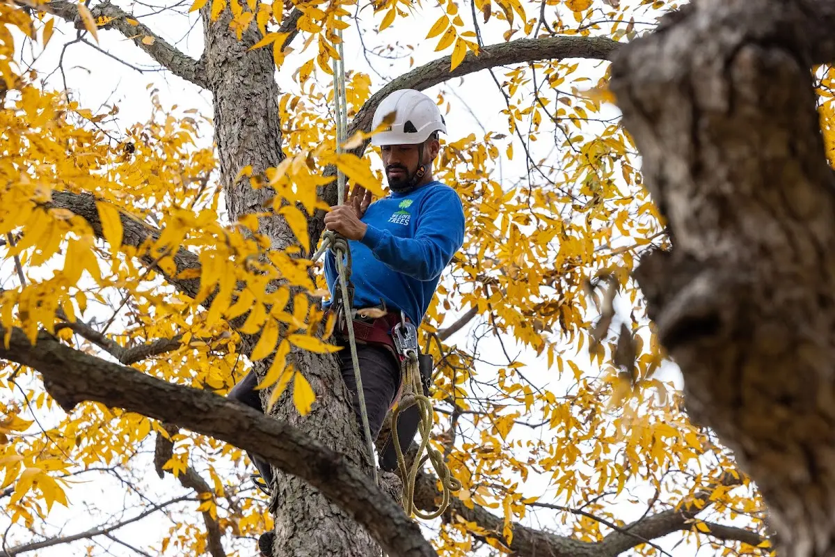 Skilled Tree Pruning crew working in Burkittsville