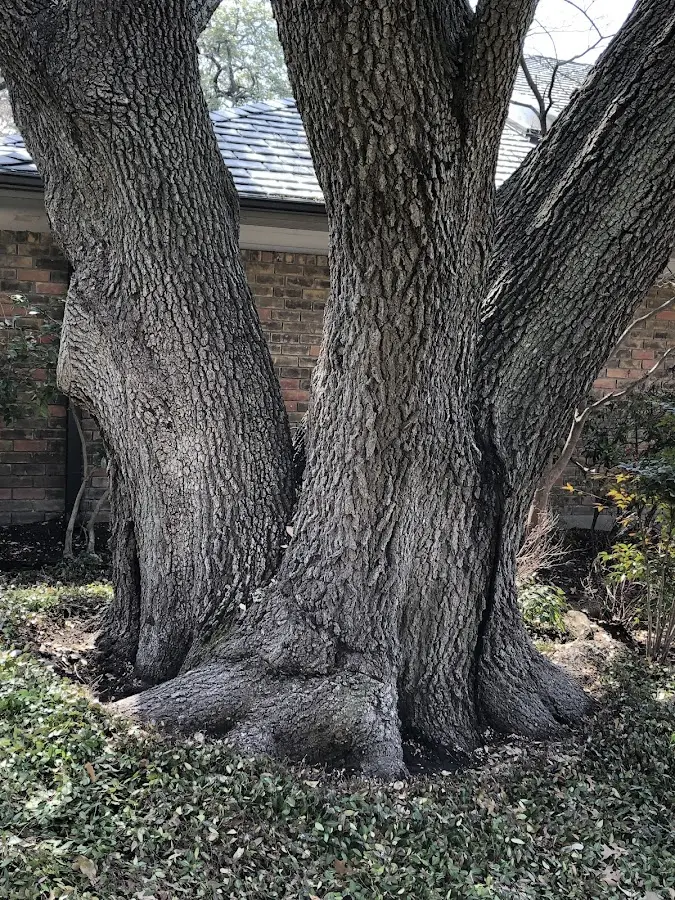 Mature heritage tree close to a Burkittsville property cared for by certified arborists